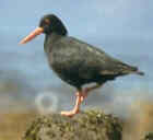 African Black Oystercatcher - Photo copyright Jeff Blincow