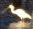 African Spoonbill - Photo copyright Zoo in the Wild