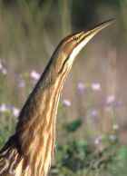 American Bittern - Photo copyright Don DesJardin