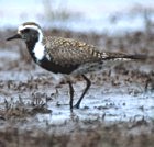 American Golden-Plover - Photo copyright Paul Gale