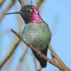 Anna's Hummingbird - Photo copyright William Zittrich