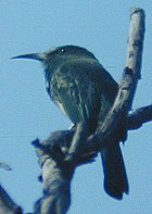 Blue-bearded Bee-eater - Photo copyright Christian Artuso