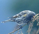 Fire-fronted Serin - Photo copyright Christian Artuso