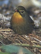 Red-billed Leiothrix - Photo copyright Christian Artuso