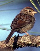 Bachman's Sparrow - THREATENED - Photo copyright Greg Lasley