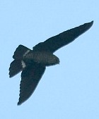 Band-tailed Nighthawk - Photo copyright Arthur Grosset