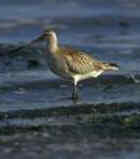 Bar-Tailed Godwit - Photo by Don Baccus