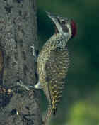 Bennett's Woodpecker - Photo copyright Birdlife On-Line Magazine