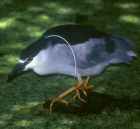 Black-crowned Night-Heron - Photo copyright Don DesJardin