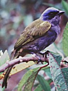 Blue-capped Tanager - Photo copyright Neotropical Journeys