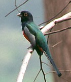 Blue-crowned Trogon - Photo copyright Trev Feltham