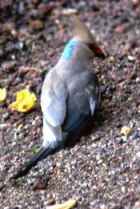 Blue-naped Mousebird - Photo copyright Naoto Noda
