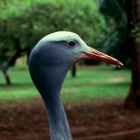 Blue Crane - National Bird of South Africa - Photo copyright Peter Nilsson