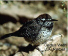 Cactus Wren - state bird - Photo by D. A. Rintoul