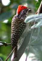 Cardinal Woodpecker - Photo copyright Naoto Noda