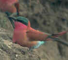 Southern Carmine Bee-eater - Photo copyright Birdlife On-line Magazine