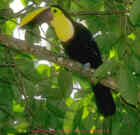 Chestnut-Mandibled Toucan - Photo by Skip Russell