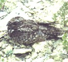 Common Poorwill - Photo copyright Vaughan Ashby of Birdfinders