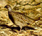Coqui Francolin - Photo copyright Lynnette Oxley