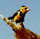 Crested Barbet - Photo copyright Lynnette Oxley