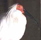 Crested Ibis - Courtesy of the Japanese Society for Preservation of Birds