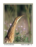 American Bittern - Photo copyright Don DesJardin