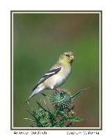 American Goldfinch - Photo copyright Don DesJardin