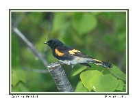 American Redstart - Photo copyright Don DesJardin