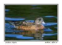 American Wigeon - Photo copyright by Don DesJardin