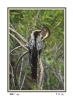 Anhinga - Photo copyright Don DesJardin