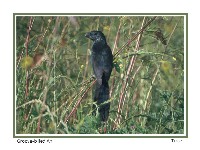 Groove-billed Ani - Photo copyright Don DesJardin