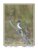 Ash-throated Flycatcher - Photo copyright Don DesJardin