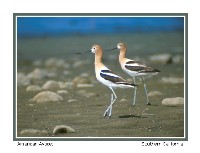 American Avocet - Photo copyright Don DesJardin