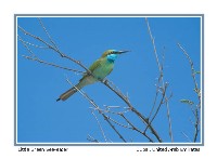 Little Green Bee-eater - Photo copyright Don DesJardin