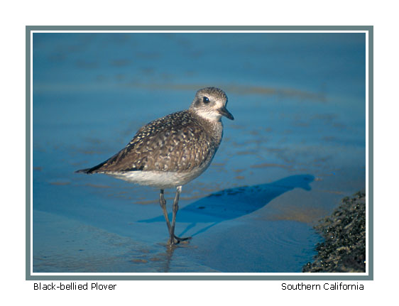 Black-bellied Plover - Photo copyright Don DesJardin