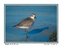 Black-bellied Plover - Photo copyright Don DesJardin