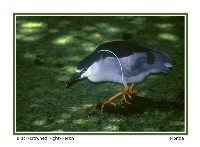 Black-crowned Night Heron - Photo copyright Don DesJardin