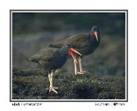 BlackOystercatcher - Photo copyright Don DesJardin