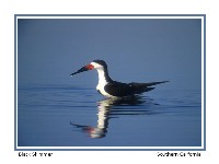 Black Skimmer - Photo copyright Don DesJardin