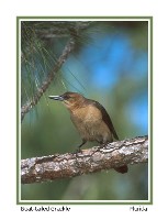 Boat-tailed Grackle - Photo copyright Don DesJardin