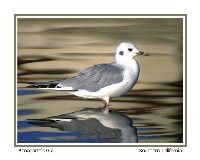 Bonaparte's Gull - Photo copyright Don DesJardin