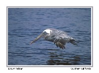 Brown Pelican - Photo copyright Don DesJardin