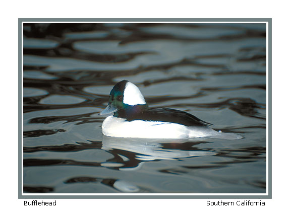 Bufflehead - Photo copyright Don DesJardin