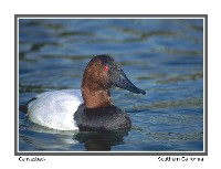 Canvasback - Photo copyright Don DesJardin