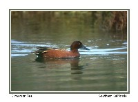 Cinnamon Teal - Photo copyright by Don DesJardin