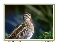 Common Snipe - Photo copyright Don DesJardin