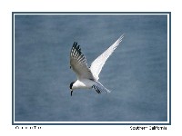 Common Tern - Photo copyright Don DesJardin