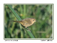 Common Yellowthroat - Photo copyright Don DesJardin