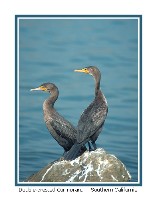 Double-crested Cormorant - Photo copyright Don DesJardin