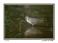 Female Dunlin - Photo copyright Don DesJardin